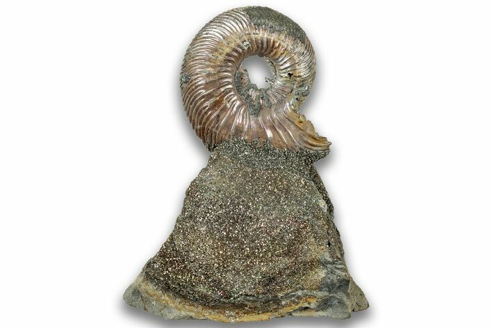 Iridescent, Pyritized Ammonite (Quenstedticeras) Fossil Display #324242